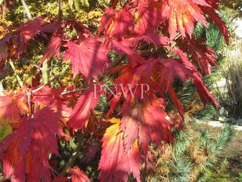 Acer japonicum Attaryi -fall
