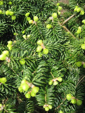 Pacific NorthWest Propagators Inc. - Plant Pictures