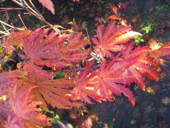 Acer japonicum O isami
