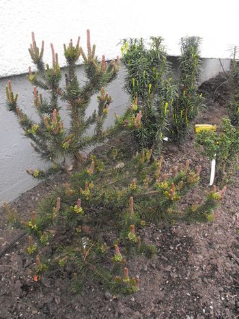 Pinus contorta Spaan's Dwarf
