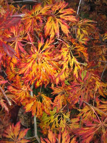 Acer japonicum Green Cascade
