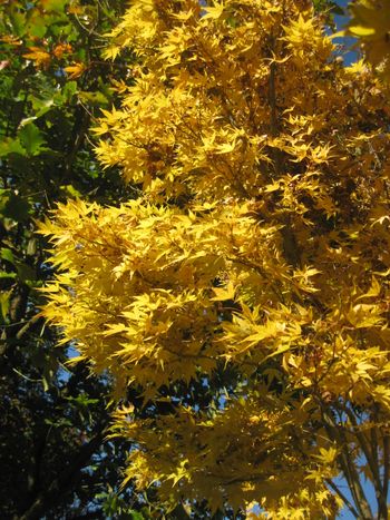 Acer palmatum Red Wood-Fall
