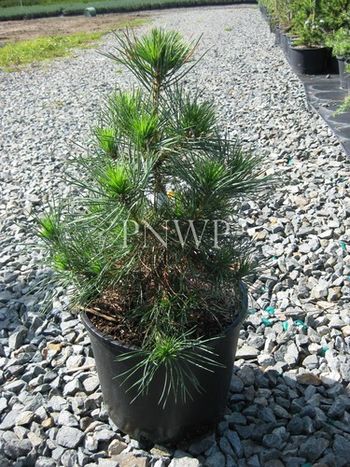 Pinus sylvestris Viridis Compacta
