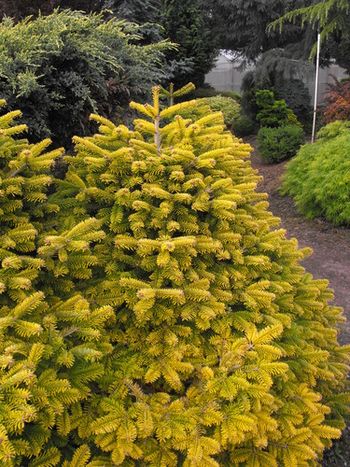 Abies amabilis Golden Spreader
