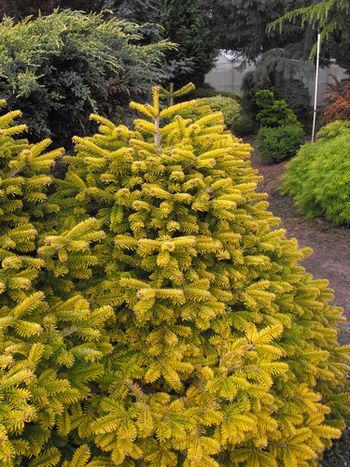 VOLVO cedrus  libani abies pinsapo 苗 VOLVO cedrus libani abies pinsapo 苗 Amazon.com : Cedrus