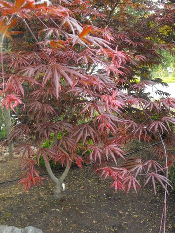 Acer palmatum Trompenberg
