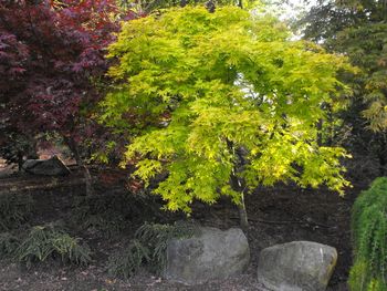 Acer palmatum Orange Dream
