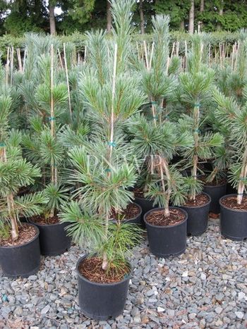 Pinus flexilis Vanderwolf's Pyramid
