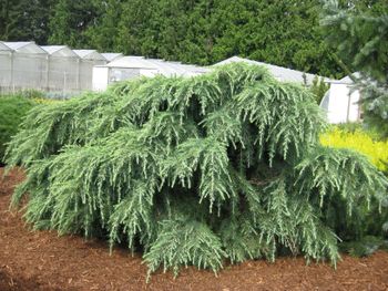 Cedrus deodara Pacific Pearl
