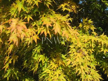 Acer palmatum Japanese Sunrise -fall
