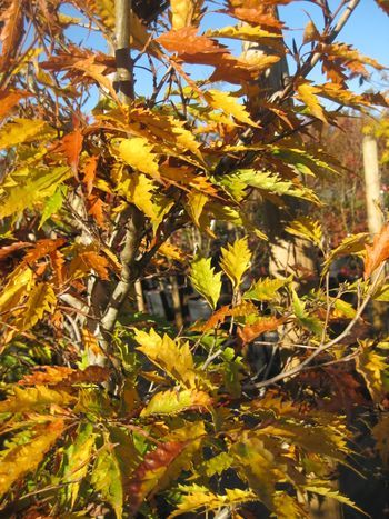 Fagus sylvatica Asplenifolia
