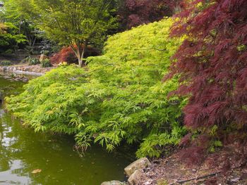 Acer japonicum Oregon Fern
