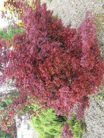 Acer palmatum Twombley's Red Sentinel
