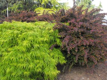 Acer palmatum dissectum Waterfall & Berberis thunbergii Rosy Glow
