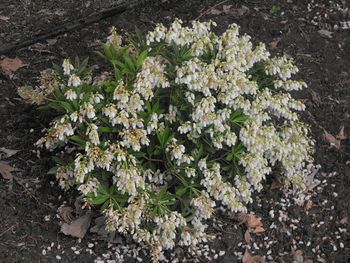 Pieris japonica Prelude
