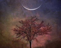 New Moon Series: New Moon Manifesting, 2024 Sessions (ZOOM)