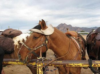 2007 -Filly's is one of the few places we play where you can ride your horse right up to
club. This horse came ready to party!
