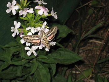 08-02-08: An amazing Hummingbird Moth in Colorado
