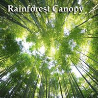 The Rainforest Canopy by Pure Nature