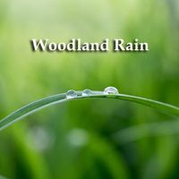 Woodland rain by Pure Nature