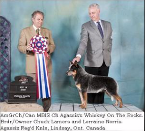 Blue best sale heeler height