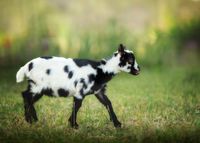 Iowa Goat Yoga @ Coco's Ranch