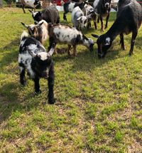 Iowa Goat Yoga at Coco's Ranch - Mother's Day Weekend