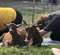 Iowa Goat Yoga June 4th 11:00-12:00pm