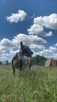 Iowa Goat Yoga Aug 6th 11:00-12:00pm