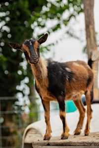 Iowa Goat Yoga Public Class July 27th 9am-10am