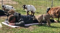 Iowa Goat Yoga Ages 8 and up June 24th 11:00-12:00pm
