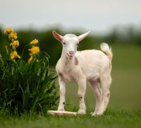 Iowa Goat Yoga April 30, 2022 at 11:00am