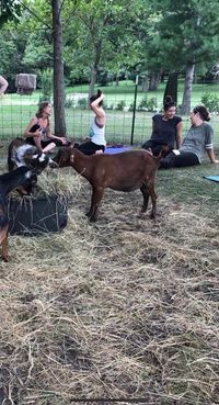 Iowa Goat Yoga Private Party May 25th 10:30-11:30am