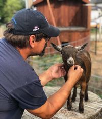 Iowa Goat Yoga June 17th 11-12pm