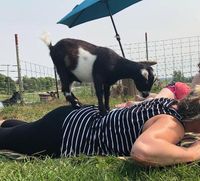 Iowa Goat Yoga July 9th 11:00-12:00pm