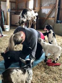 Iowa Goat Yoga Meditation June 17th 9:30-10:30am