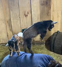 Iowa Goat Yoga Public Class June 8th 9:00-10:00 am