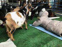 Iowa goat Yoga May 6th 9:30am-10:30am