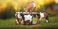 Iowa Goat Yoga at Coco's Ranch