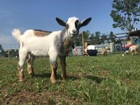 Iowa Goat Yoga July 16th 11:00-12pm