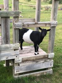 Iowa Goat Yoga