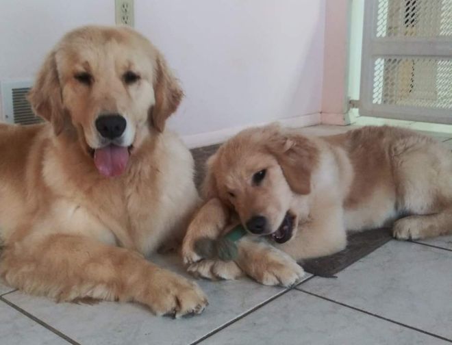 Moonlit Meadows Golden Retrievers Gallery
