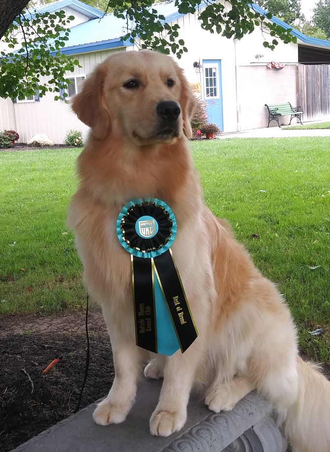 Moonlit Meadows Golden Retrievers Wylie