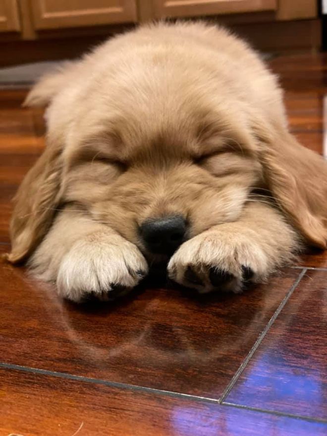 Moonlit Meadows Golden Retrievers Gallery
