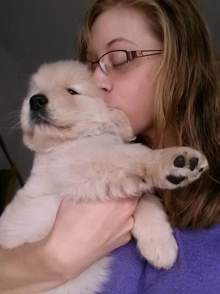 Moonlit Meadows Golden Retrievers Puppies