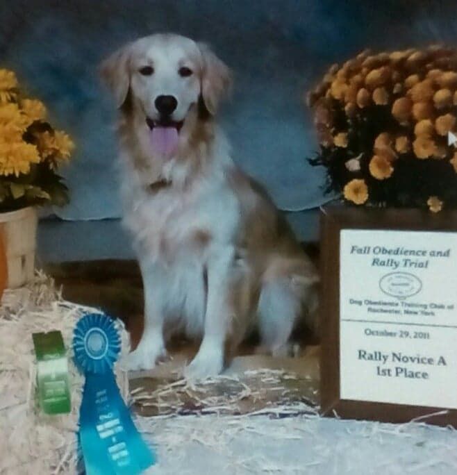 Moonlit Meadows Golden Retrievers