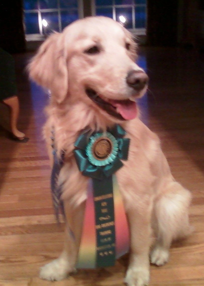 Moonlit Meadows Golden Retrievers