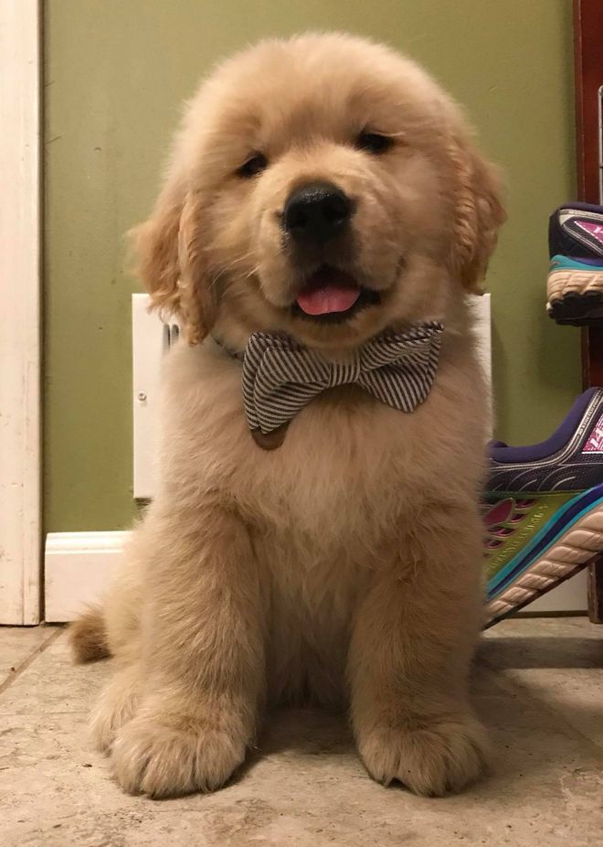 Moonlit Meadows Golden Retrievers Pet Therapy