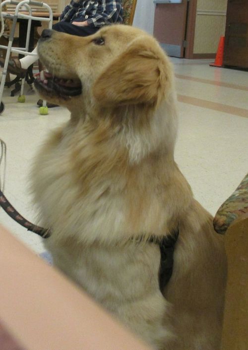 Moonlit Meadows Golden Retrievers Pet Therapy