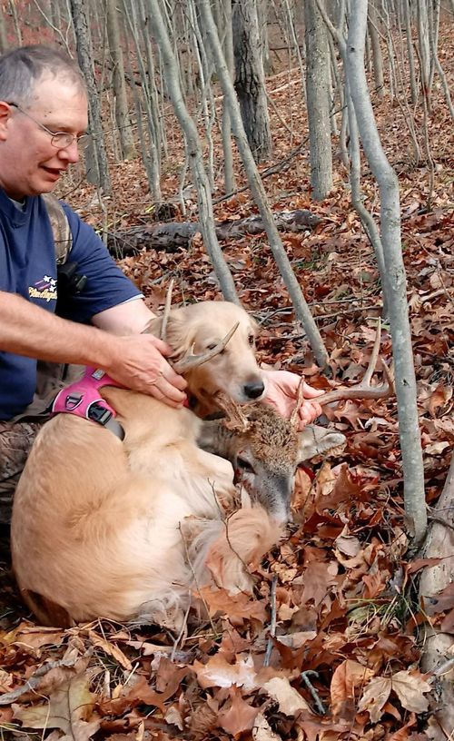 Moonlit Meadows Golden Retrievers Fun Brags